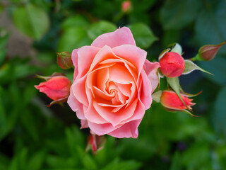神戸岡本のバラ園のピンクの薔薇の花。背景をぼかしてふんわりと