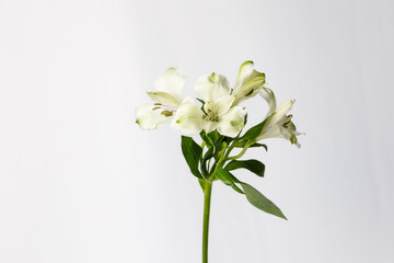 Alstromeria flowers on white wooden background
