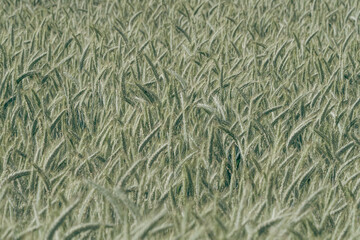 Green cornfield in the sunlight during the day
