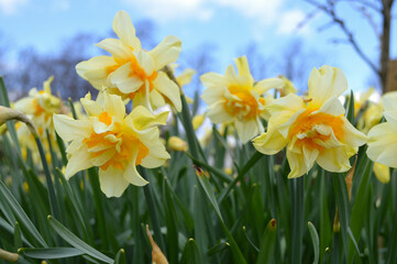 Yellow daffodils blooming in a garden in Scotland, UK