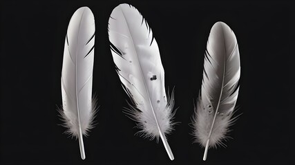 PNG White bird feather Generative AI 