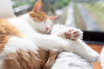 窓辺で眠る猫　茶トラ白