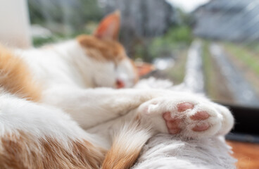 窓辺で眠る猫　茶トラ白