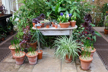 Flowers and green plants growing in a greenhouse