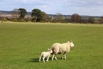 Obraz premium Landscape with mother sheep and baby lamb in a field in Scotland, UK
