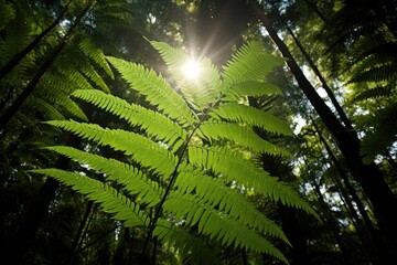 Obraz premium Fern in a rainforest with sunlight filtering through the canopy.