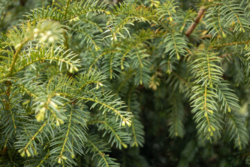 Green branches of Asturian pines.