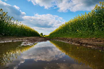 A puddle of water between fields of blooming rapeseed in which flowers and the blue sky are reflected