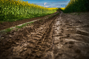 Tractor tire tracks on a dirt road between blooming rapeseed fields in spring
