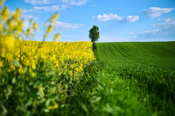 A birch tree between fields of green wheat and blooming rapeseed in spring