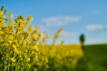 A contrasting border between fields of green grain and fully blooming rapeseed
