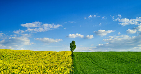 Panorama of a rural view of a tree on a hill between a green field of young green grain and a crop...