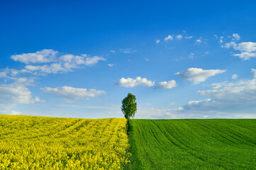 A tree on a hill between a green field of young green grain and a crop of yellow blooming rzpeak, blue sky with delicate clouds