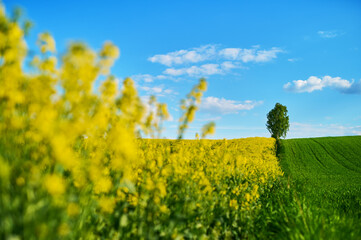Birch in the wind between fields of blooming rapeseed and young herbaceous wheat on a hill