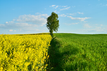 Rural landscape of washed ecological fields in spring with a birch tree and flowering rapeseeds