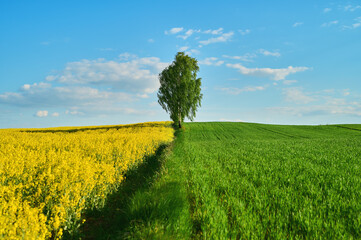 A birch tree on the border of fields at the top of a hill against a blue sky with clouds