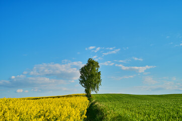 Trees on the edge of two fields, a yellow rapeseed field and a green wheat field