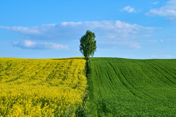 Yellow green blue sight of agricultural fields in spring