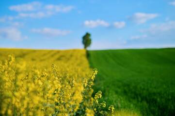 Beautiful rapeseed field against the background of a green wheat field with a lonely tree on the top of the hill