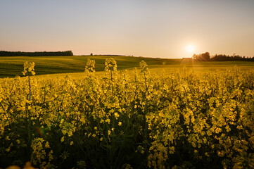 In the evening, the rapeseed field unfolds its golden carpet under the setting sun, with the forest in the distance, painting an unforgettable picture of nature in its full splendor