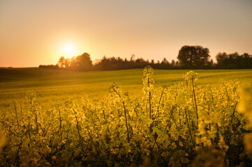 In the glow of the setting sun, the rapeseed field is golden in color, and the forest in the...
