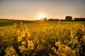 The last rays of the setting sun are reflected on the golden rapeseed flakes that stretch across...