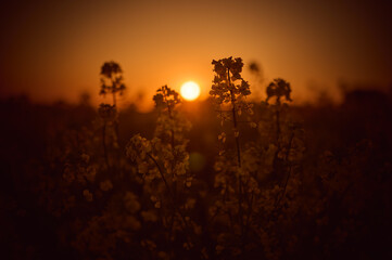 The contours of rapeseed flowers illuminate in the warm glow of the setting red sun; creating a...