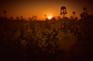 Against the background of the setting red sun, the outlines of rapeseed flowers seem to dance in...
