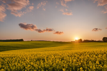In the glow of the setting sun, a huge rapeseed field blooms on the rolling field; creating a...