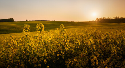On the horizon, a huge field of blooming rapeseed stretches under the setting sun, and the forest in the distance adds charm to this picturesque evening landscape