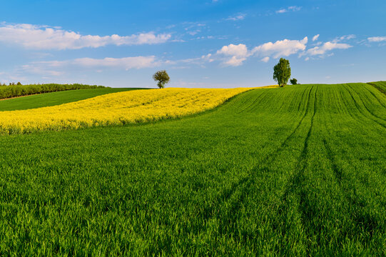Golden fields and blue sky contrast with blooming rapeseed and delicate clouds In the distance, majestic birches add charm to this picturesque landscape