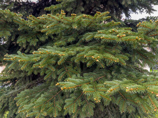 Branches of young spruce in park in spring overcast day