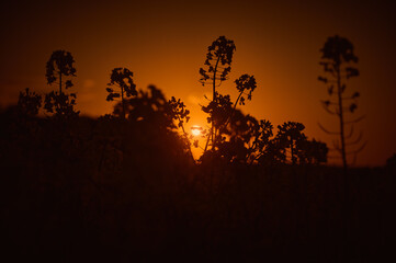 Rapeseed flowers clearly outlined against the red sky during sunset