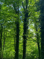 forest in the morning