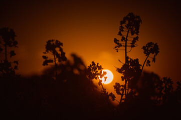 The red sky above the rapeseed field creates a background to their contours, painting the flowers in intense colors