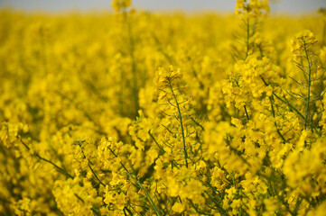 Rapeseed flower buds appear in the fog in the field, creating a picturesque morning sight