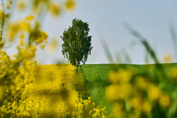 The spring scenery shows a birch tree on a hill, surrounded by a field of green grain and intensely yellow rapeseed, creating a unique view surrounded by blooming nature