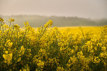 The undulating rapeseed field, illuminated by the gentle morning light, is immersed in a misty atmosphere, creating a picturesque landscape under the care of the forest