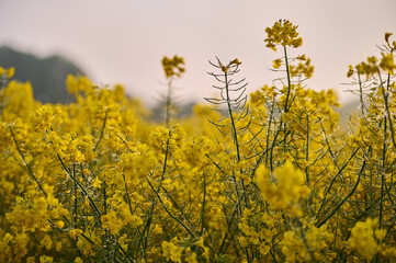 Rapeseed flower buds, shrouded in the morning fog, emerge from the field, creating a delicate contrast in the milky light