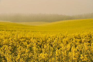Morning mists gently cover a large, wavy field of blooming rapeseed, creating a mysterious atmosphere in the forest surroundings