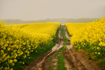 The road leads through an undulating field of blooming rapeseed; morning fog covers the landscape; creating a picturesque view under the forest