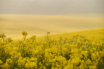 The rapeseed field stretches out with rolling hills,illuminated by the morning light that breaks through the thick fog, creating a picturesque view beneath the forest
