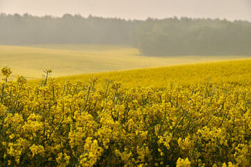 The morning light penetrates through the thick fog, illuminating the rapeseed field and rolling...