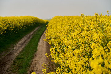 Rapeseed flowers bloom at the edge of the dirt road in the morning light, adding color and charm to this rural landscape