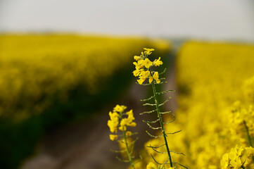 Two rapeseed flowers covered with fresh dew catch the eye in the morning, standing proudly by the country road, painting the landscape in delicate shades of nature