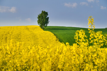 Spring field of wheat and rapeseed surround a lonely birch tree on a hill under a blue sky