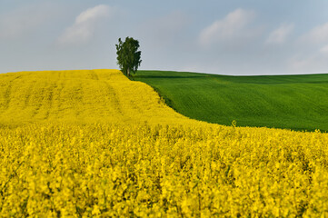 A lonely birch stands between a wheat and rapeseed field under the blue spring sky