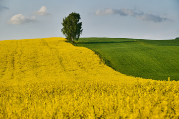 A yellow rapeseed field and a green wheat field surround a birch tree on a hill on a sunny day