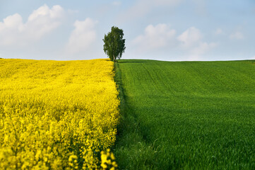 A lonely birch tree stands between a green wheat field and a yellow rapeseed field in a spring scenery