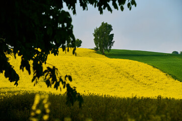 Spring rapeseed field and green wheat field hug a birch tree on a hill on a sunny day